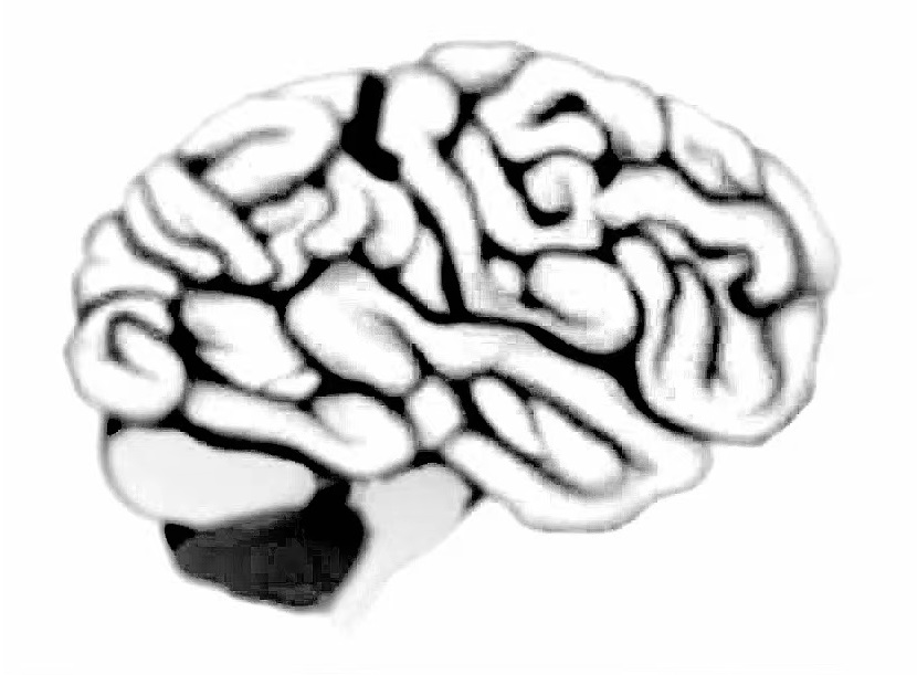 大脑.jpg